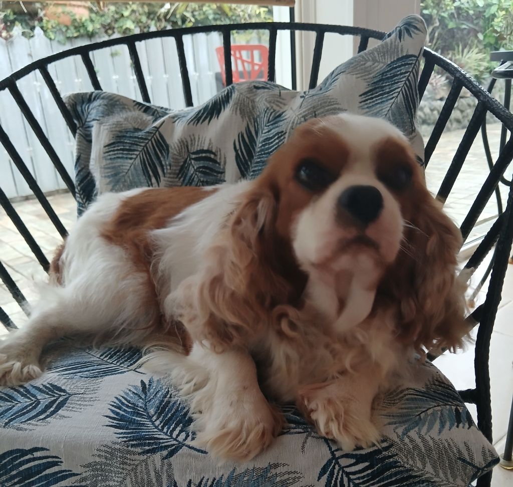 Les Cavalier King Charles Spaniel de l'affixe De La Rivière Du Mât